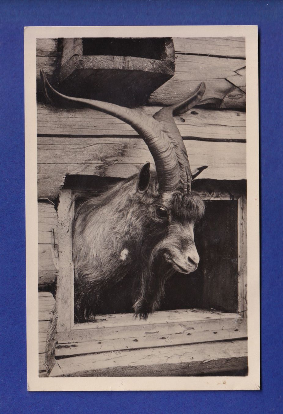 Cartes postales: CHEVRE – D'occasion à Pully par nicecards-shop