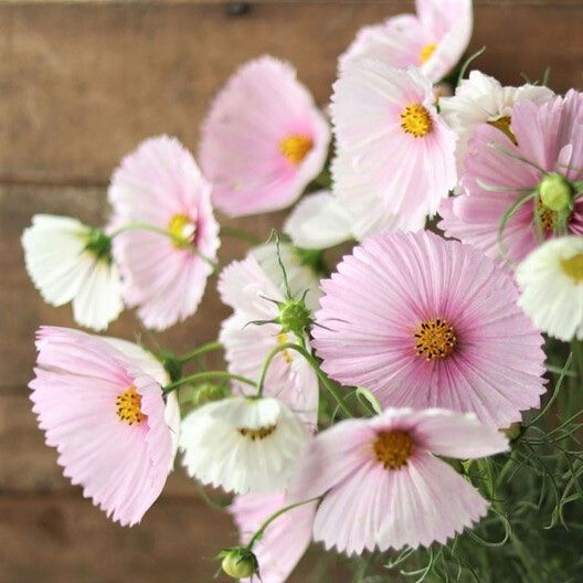 Pflanzen & Samen: 30 Samen Cosmea CUPCAKES BLUSH  Schmuckkörbchen – Neu (gemäss Beschreibung) aus Ehrendingen von VerveinaSamen
