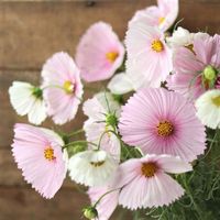 30 Samen Cosmea CUPCAKES BLUSH  Schmuckkörbchen
