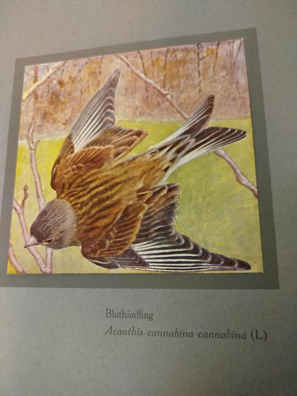 Libri: Catalog " Les Oiseaux de Chez Nous" – Usato da La Chaux-de-Fonds venduto da Emmaus2300CDF 6
