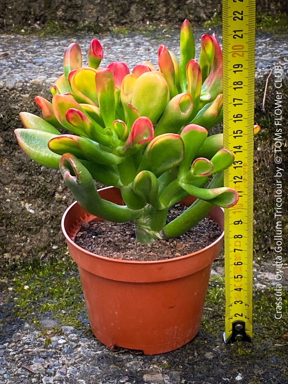 Pflanzen & Samen: Crassula Ovata Gollum Tricolor - 3-farbiger Gelbaum – Neu und originalverpackt aus Adliswil von astom369 2