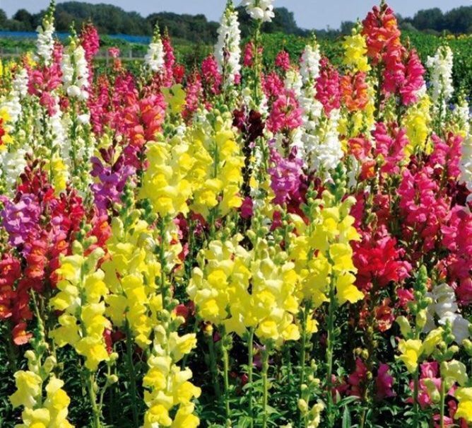 Piante & sementi: Ab 5.- fr 30 SAMEN MIX LÖVENMAUL Bocca di leone – Nuovo e nell'imballaggio originale da Rovio venduto da POSITIFFARTandPLANTS 1