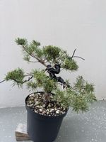 Pinus Sylvestris Bonsai