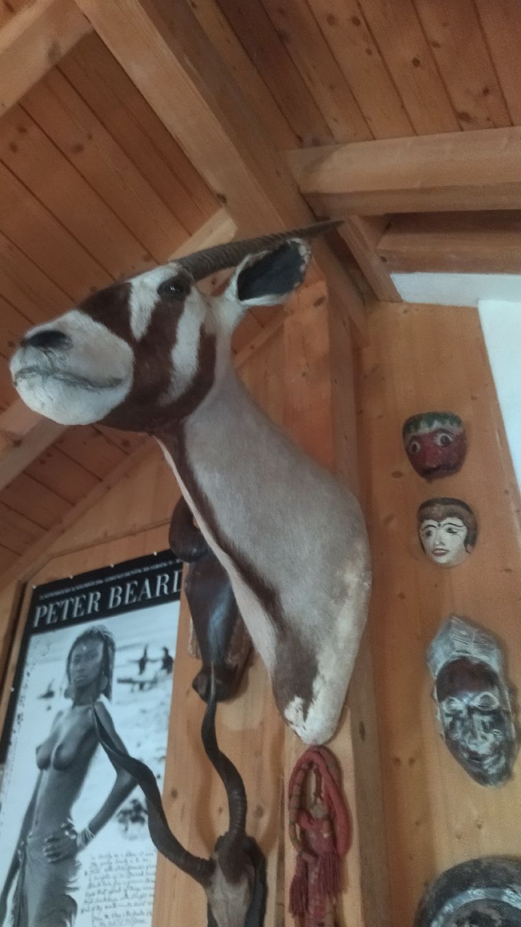 Welt der Tiere: Orix Antilope Jagdtrophäe – Gebraucht aus Zürich von Top-Deal-Schweiz 2
