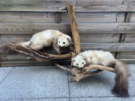 Präparierte Marder auf Holz