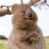 Profile image of _pippus