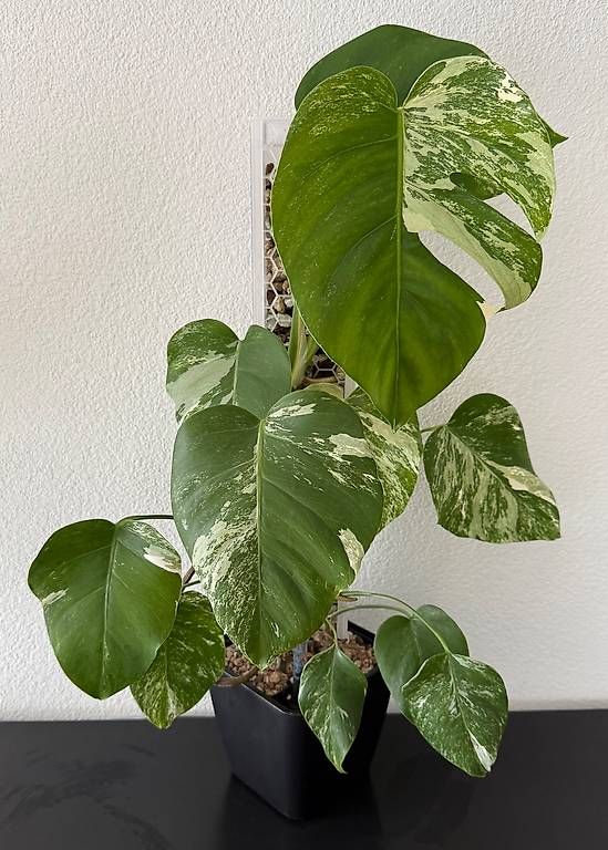 Pflanzen & Samen: Monstera Deliciosa Variegata, 70cm, 3D-Rankstab – Gebraucht aus Aadorf von Arkabraa 1