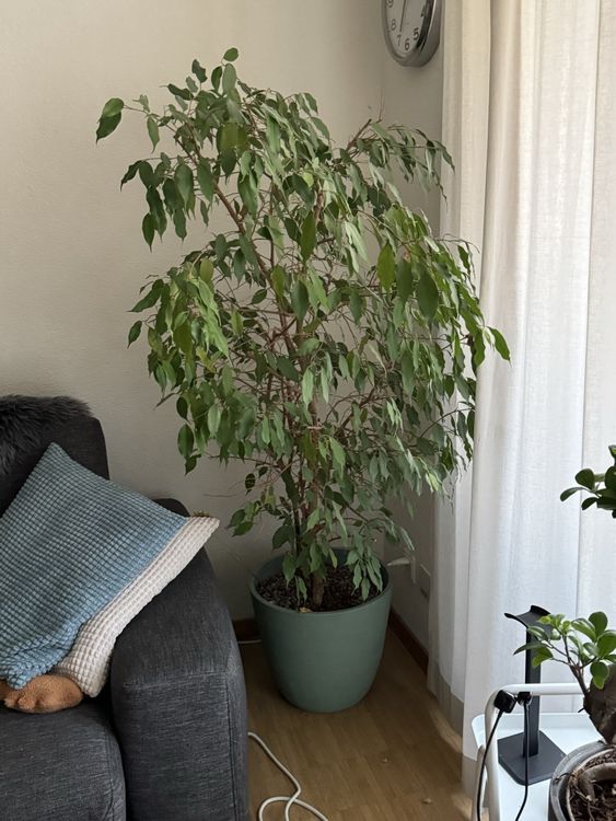 Ficus Benjamina Pflanze Kaufen auf Ricardo
