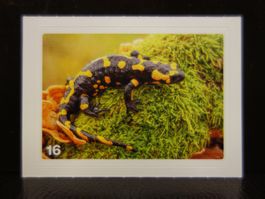 MIGROS MANIA Nature Detectives Nr. 16