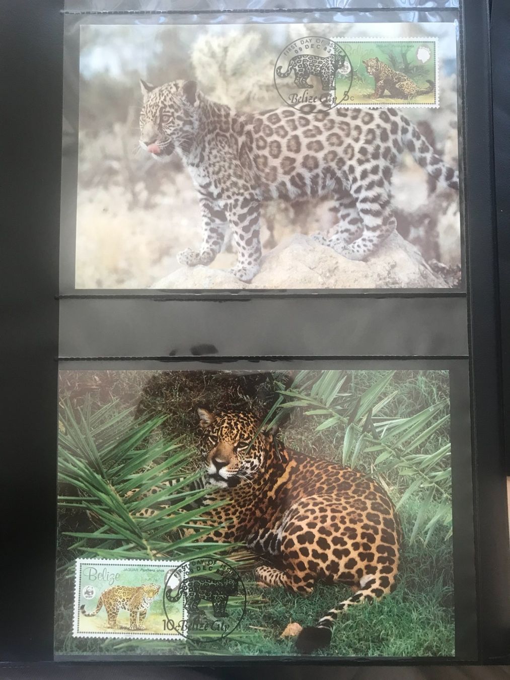 Tutti i francobolli: Belize 1983 WWF Satz Jaguar Maximumkarten – Nuovo (secondo la descrizione) da Liestal venduto da schnueps