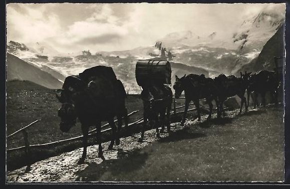 Ansichtskarten: Saas-Fee, Maultierpost auf einem Gebirgs – Gebraucht aus Berlin von bartko-reher