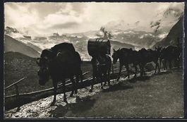 Saas-Fee, Maultierpost auf einem Gebirgs