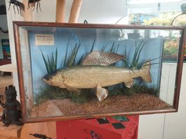 Seltene Äsche von 1949, präpariert in Vitrine, Sammler!