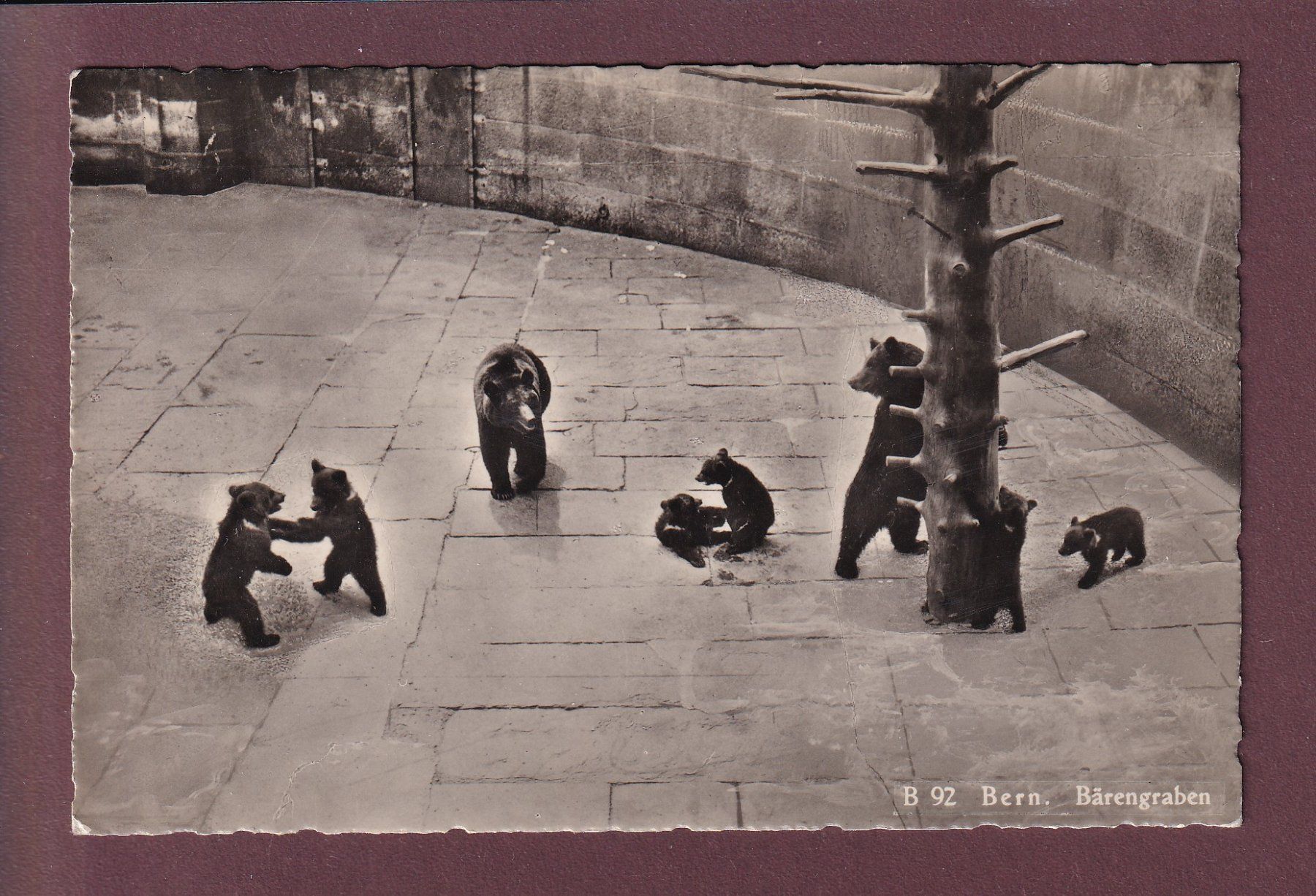 Cartoline postali: BERN - Bärengraben - 1948 – Usato da Pully venduto da nicecards