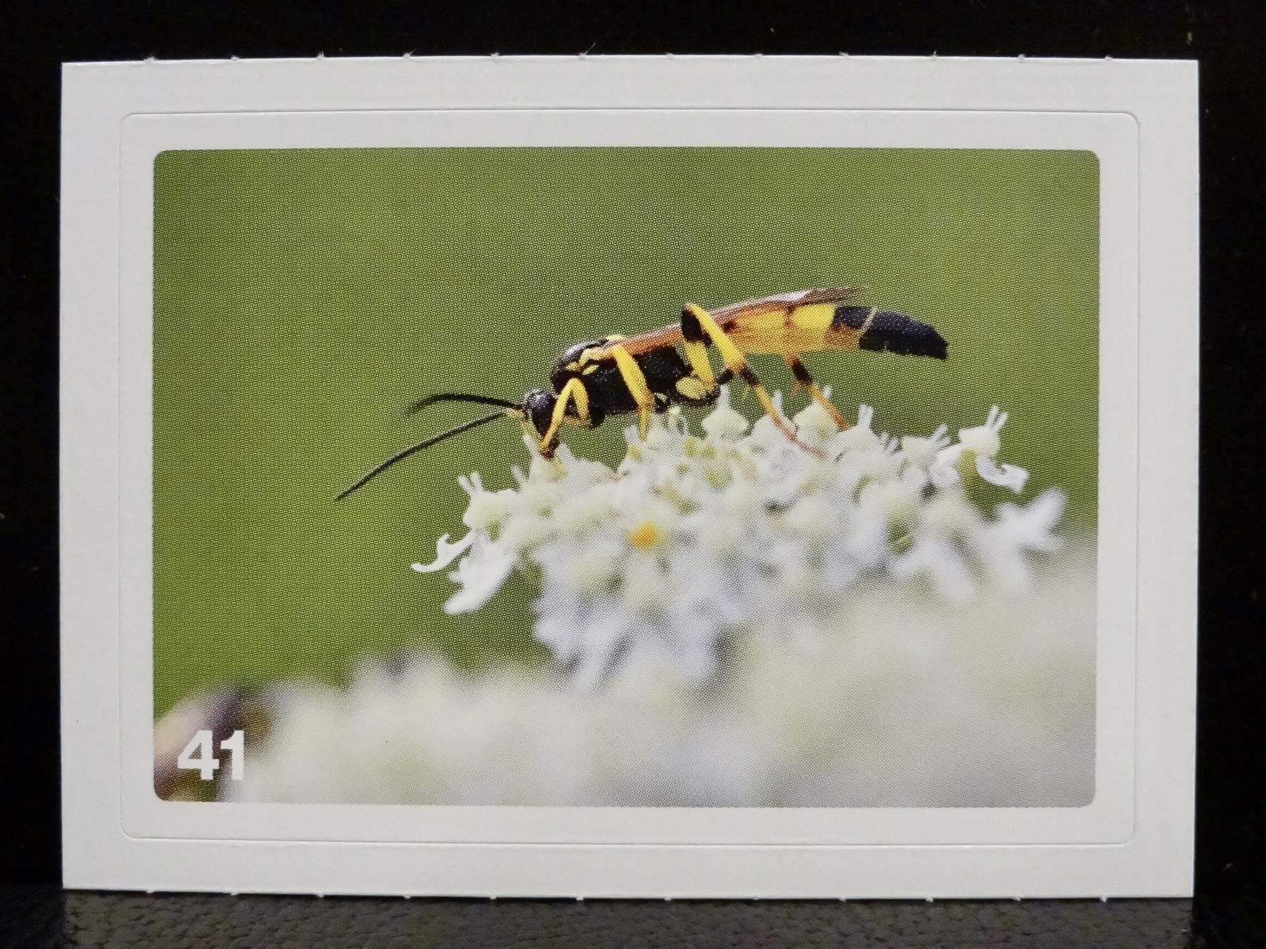 Migros Carte collezionabili: MIGROS MANIA Nature Detectives Nr. 41 – Nuovo e nell'imballaggio originale da Kerzers venduto da zimmergruen