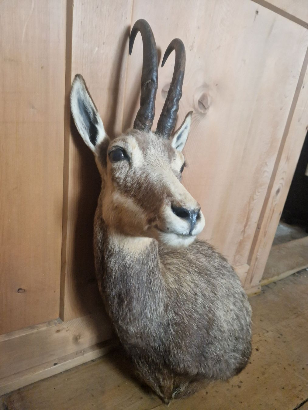 Il mondo degli animali: Gamsbock Schulterpreparat – Usato da Sarn venduto da hirchhorn4you 1
