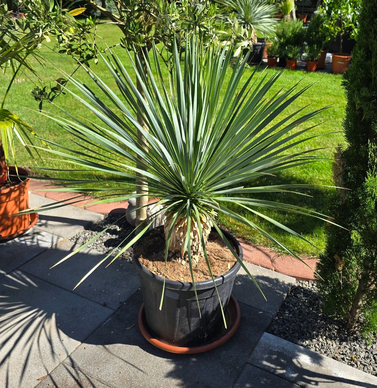 Pflanzen & Samen: Wunderschöne Yucca Rostrata – Gebraucht aus Aarburg von popkorn65 1