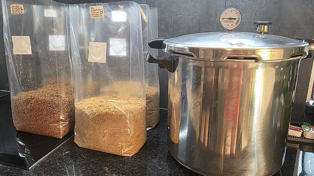 Altro: Kits de Culture de Champignons – Usato da Bavois venduto da red_r2tm 1