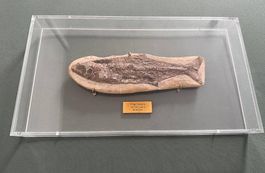 5 Exklusive Fossilienbilder im hochwertigen Plexiglasrahmen