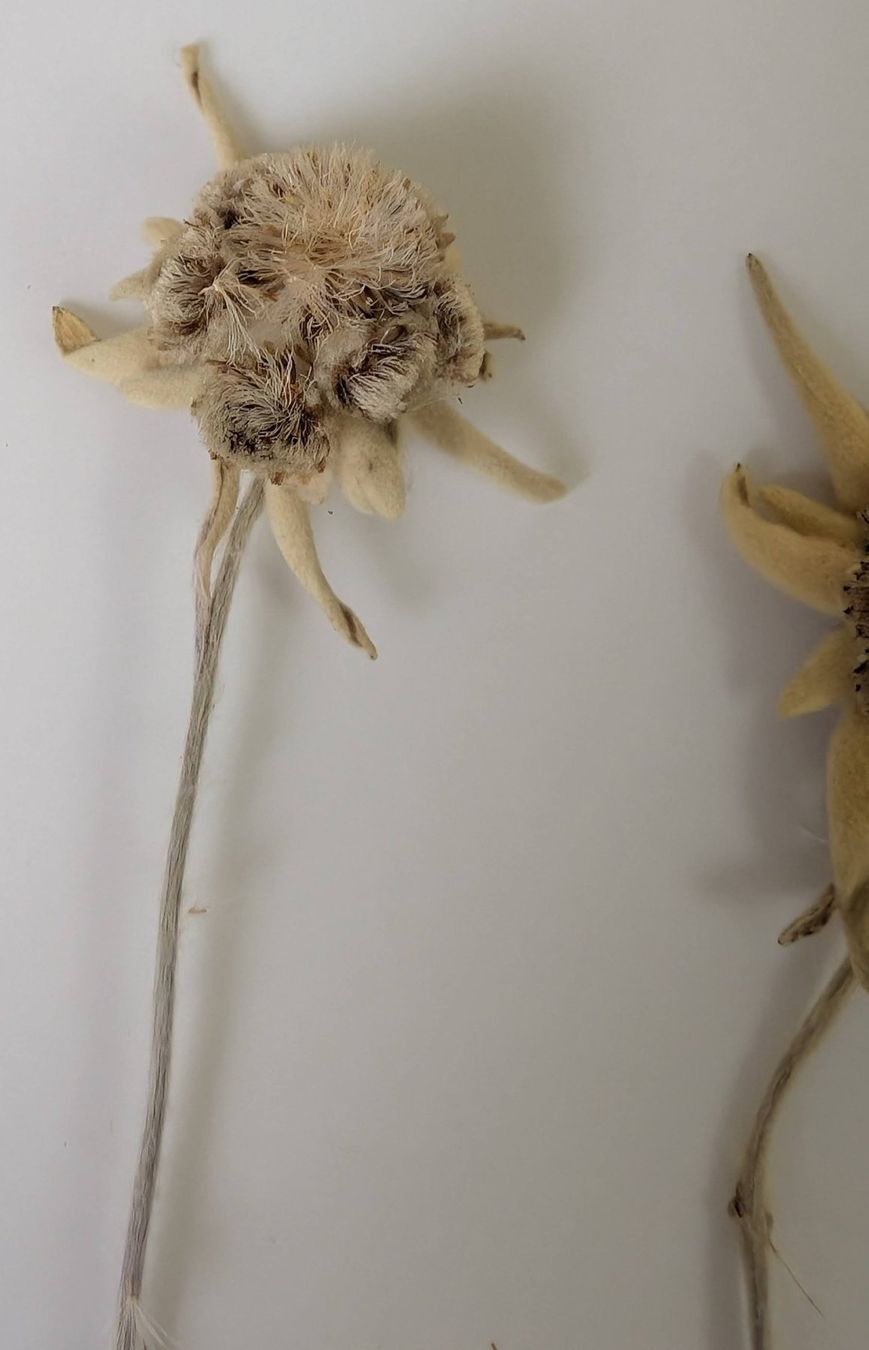 Tutte le decorazioni: Echte Edelweissblumen, getrocknet im Kästchen, selten! – Usato da Zürich venduto da axolottchen 5
