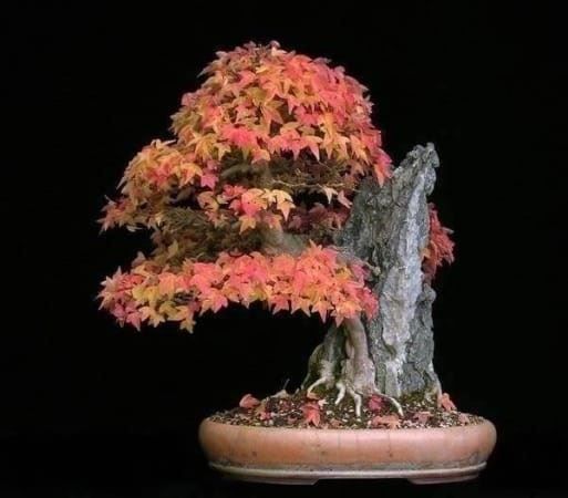 Pflanzen & Samen: Erable du Japon  trifidum – Neu (gemäss Beschreibung) aus Bremblens von FIBONACCI369