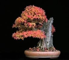 Erable du Japon  trifidum