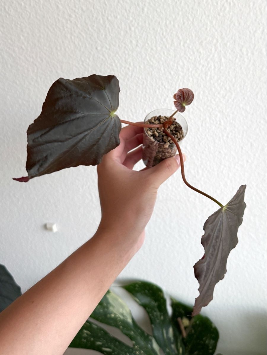 Plantes & graines: Begonia Pavonina – Neuf (Voir description) à Bern par Lucas_Ma 1
