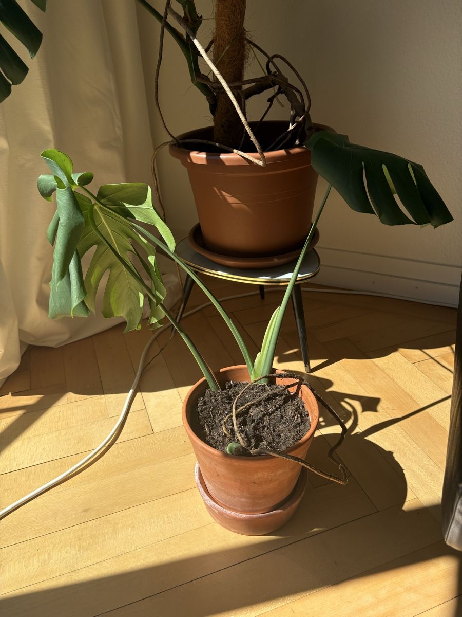 Piante & sementi: Zimmerpflanze Monstera Deliciosa – Usato da Zürich venduto da shoshukha 1