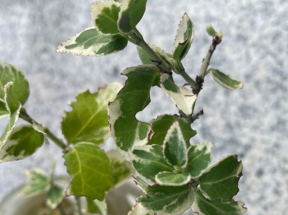 Piante & sementi: EUONYMUS FORTUNEI - Kriechspindelstrauch – Nuovo (secondo la descrizione) da Buchs AG venduto da fischli610 3