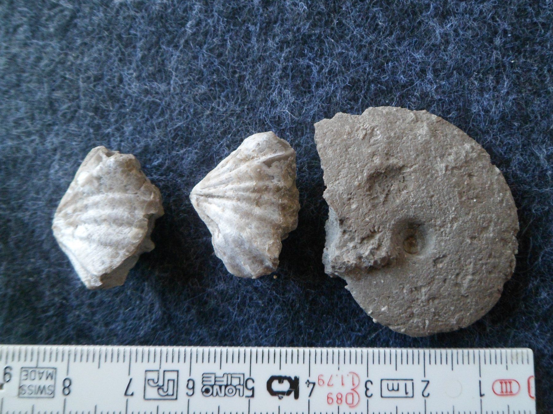 Fossiles: Ammonit + Brachiopoden, Schweiz – D'occasion à Affoltern am Albis par Fossil60