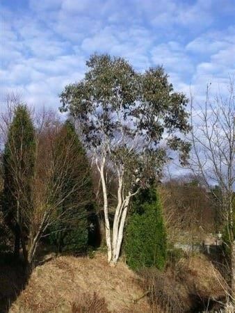 Piante & sementi: EUCALYPTUS DES NEIGES 30-40cm – Nuovo (secondo la descrizione) da Bremblens venduto da FIBONACCI369 5
