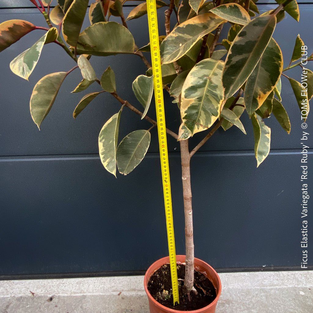 Piante & sementi: Ficus Elastica Variegata Red Ruby - rund 140cm Bäumchen – Nuovo e nell'imballaggio originale da Adliswil venduto da TAKEYOURPLANT 4