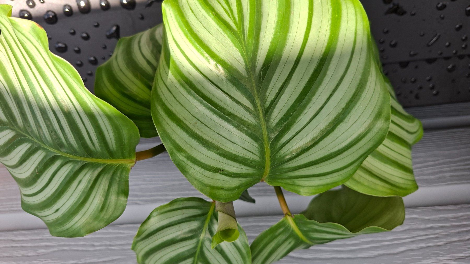 Plantes & graines: Calathea orbifolia – D'occasion à Les Brenets par glo_267f 1