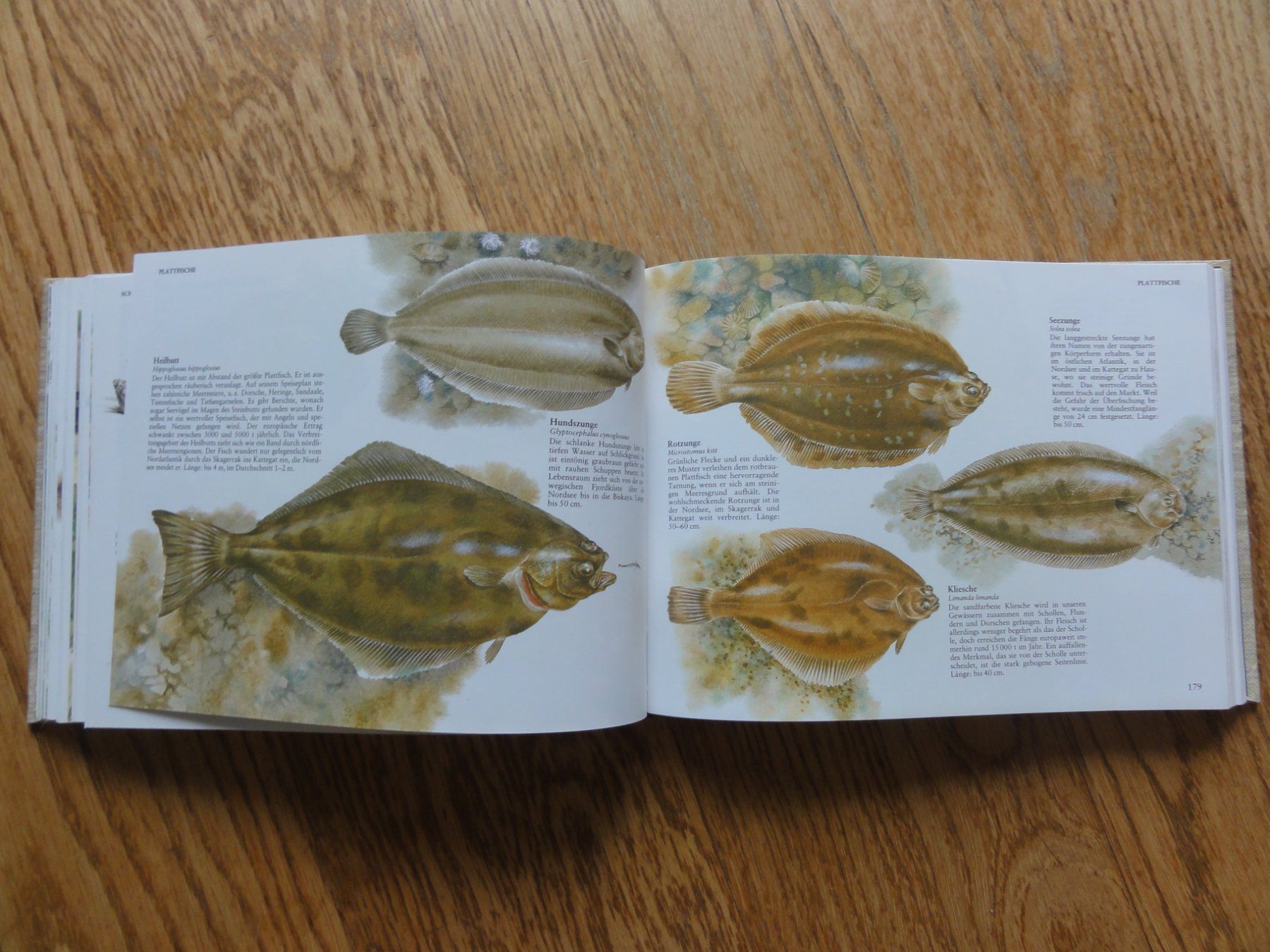 Libri: Fische und andere Wassertiere Mitteleuropas – Usato da Riedholz venduto da Taweva 6