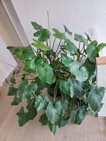 Kopfsteckling Zimmerpflanze Homalomena rubescens Maggy