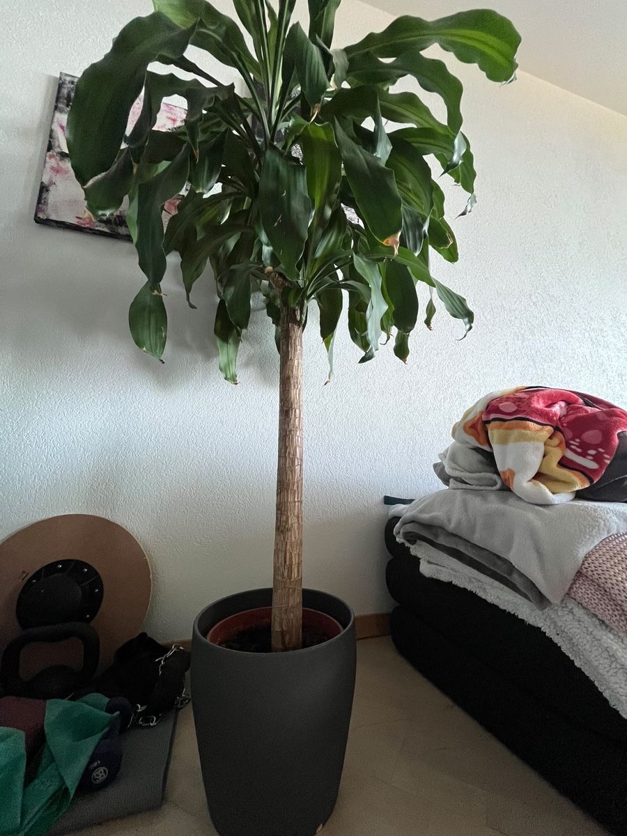 Pflanzen & Samen: Plante à venir chercher  – Gebraucht aus Pully von ari_78pk 1