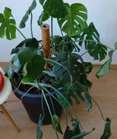 Monstera Zimmerpflanze mit Rankhilfe und Topf neuwertig