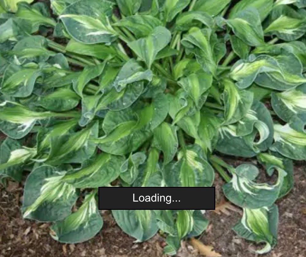 Piante & sementi: Hosta mary Marie ann – Usato da Lajoux JU venduto da Briard0 2