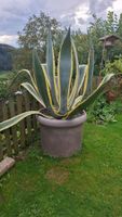 Agave