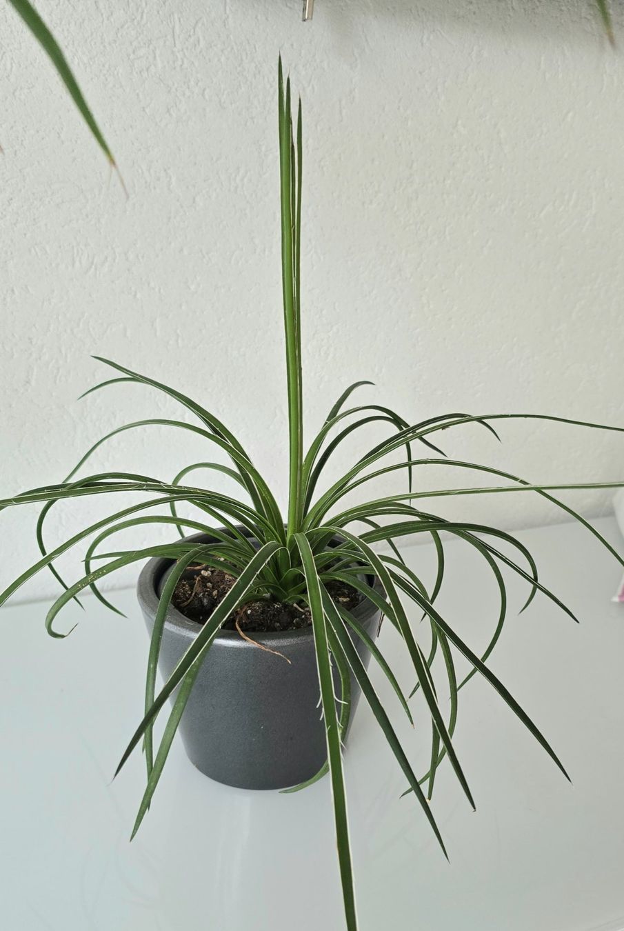 Plantes & graines: Jungpflanze Agave Geminiflora – Neuf (Voir description) à Aarburg par Glitzerschein 4