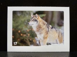 MIGROS MANIA Nature Detectives Nr. 17
