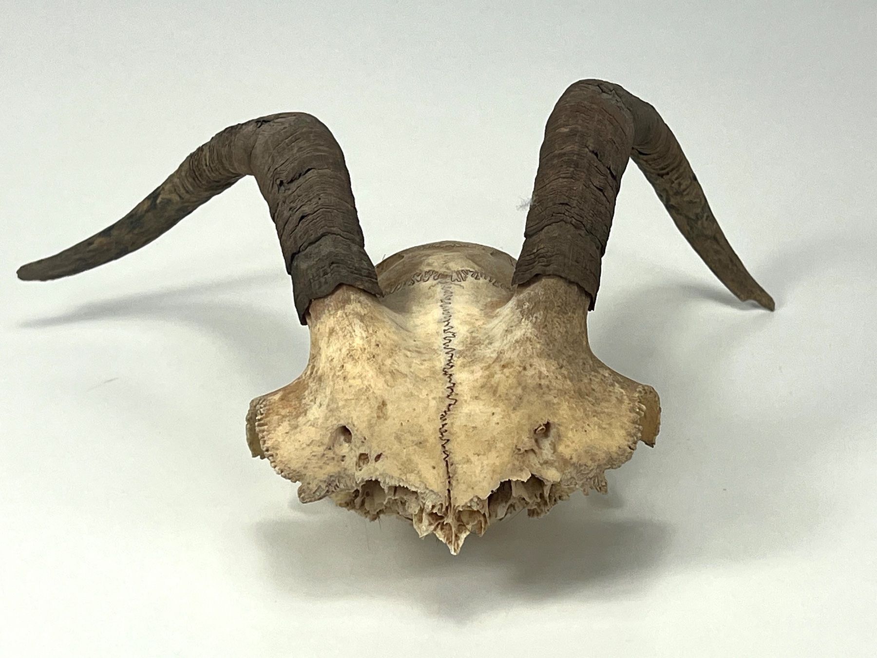 Il mondo degli animali: Echter Ziegen SCHÄDEL mit Hörnern Jagdtrophäe Naturdeko – Usato da Zürich venduto da Arche_Brockenhaus