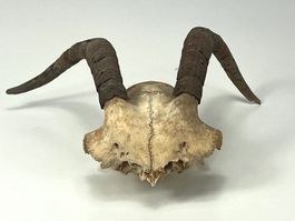 Echter Ziegen SCHÄDEL mit Hörnern Jagdtrophäe Naturdeko