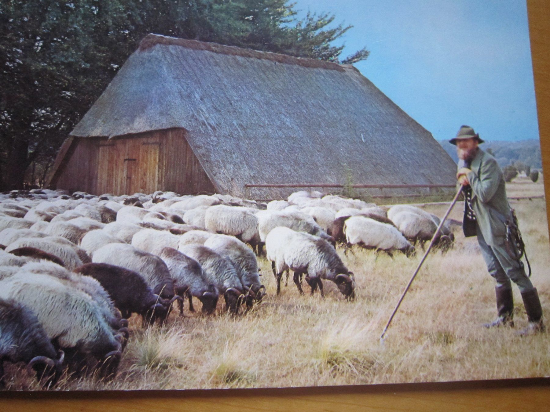 Cartoline postali: No 17 Postkarten Ziegen und Schafen – Usato da Gordola venduto da Polentaefung 2