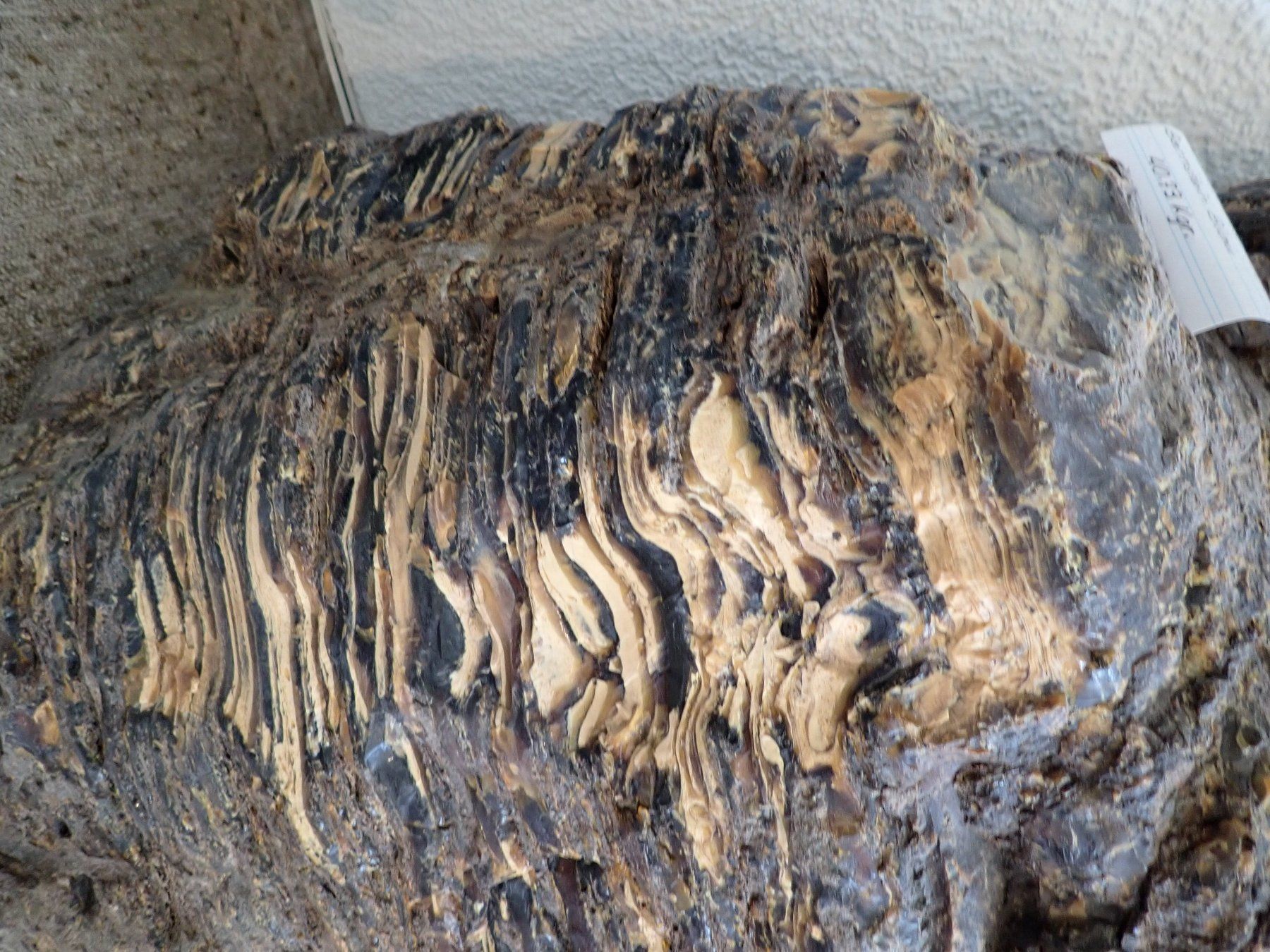 Fossili: Bernstein GIGANT 40 KG  Indonesien – Usato da Wallisellen venduto da Mf1000 3