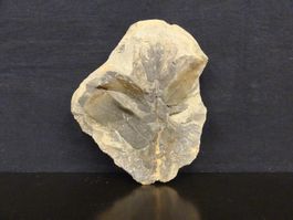Versteinerte Pflanze Fossil BLATT - FARN MAZON CREEK USA