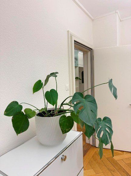 Piante & sementi: Monstera – Usato da Egolzwil venduto da lorena_a