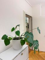 Monstera