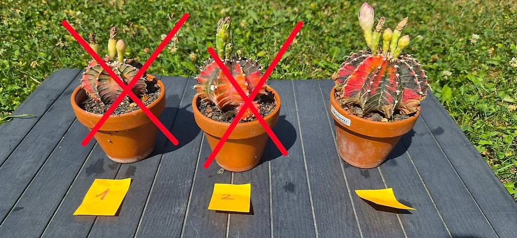 Pflanzen & Samen: Gymnocalycium variegata – Gebraucht aus Wollerau von rac_t7ys 1