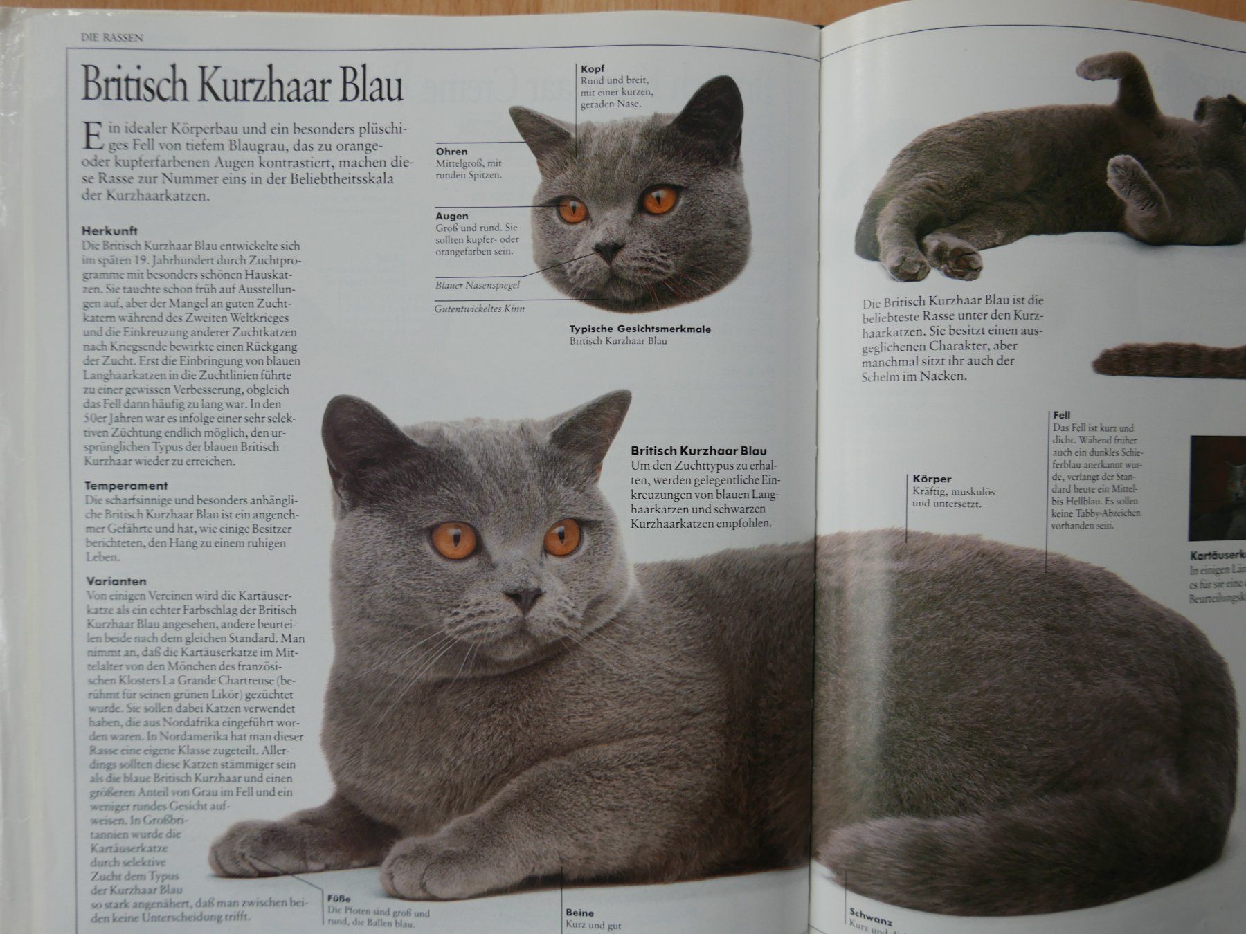 Livres: Das Grosse Katzenbuch - David Taylor - 100 Rassen – D'occasion à Rotkreuz par nigal 4